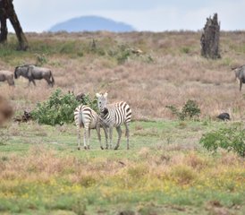 113 jours safari en lodge de catégorie intermédiaire au Maasai Mara, Kenya - Photo 1