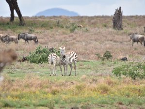 3 Day Masai Mara Mid-Range Lodge Safari