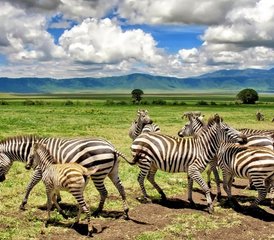 7 jours safari Big Five complet Tarangire, Serengeti, Ngorongoro et Manyara, Tanzanie - Photo 3