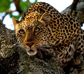 5 jours safari faune exceptionnel et aventure Big Five en Tanzanie, Tanzanie - Photo 2