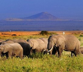4 jours safari au parc national d’Amboseli, Kenya - Photo 2