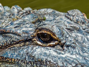 Crocodile Safaris