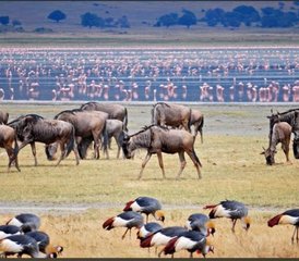 11 Tage All-Inclusive Beste Safari Tour Evolution in Tansanias Parks in Tansania - Photo 2