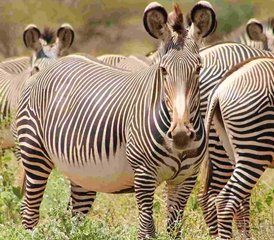 7 jours en safari privé dans les magnifiques parcs nationaux du Kenya : Amboseli, lac Nakuru, Masai Mara - Photo 4