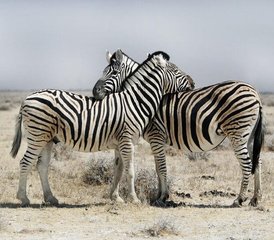 14 Tage Große Safari Camping-Tour in Namibia, Botswana und Simbabwe - Photo 5