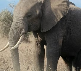 3-Daagse Begeleide Safari Tsavo East en Taita Hills in Kenia - Photo 5