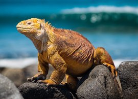 Galapagos Inseln Retreats und Reisen