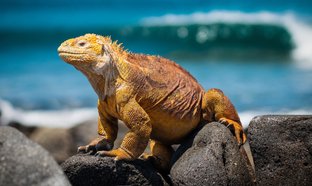 Galapagos Inseln Retreats und Reisen