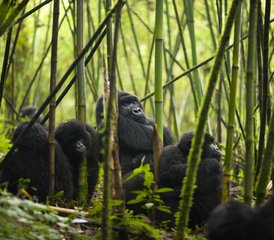 4 Tage Gorilla-Trekking-Safari mit Goldmeerkatze in Ruanda - Photo 2