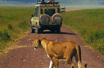 2 Dag Privé-safari in Tanzania: Ontdek de Wonderen van Ngorongoro