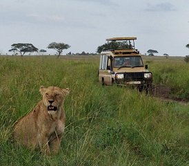 5 Jours en Safari en Groupe en Tanzanie Au Tarangire, Serengeti Et Cratère Du Ngorongoro, Tanzanie - Photo 4