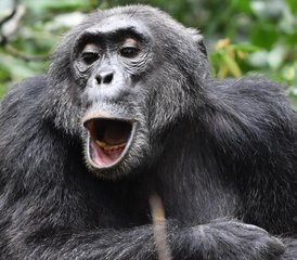 8 Tage Primaten-Begegnung und Game-Safari-Abenteuer von Entebbe nach Kigali, Uganda - Photo 2