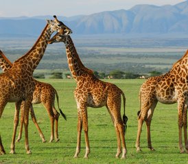 6 jours en stage de safari en Tanzanie dans les parcs nationaux de Lake Manyara, Tarangire, Ngorongoro et Serengeti - Photo 3