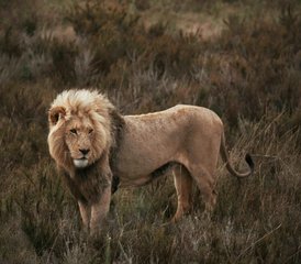 4 Tage private Safari in Tansania: Tarangire, Serengeti & Ngorongoro-Krater - Photo 5