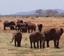 4 días del mejor safari en Tsavo Este, Amboseli y Tsavo Oeste, Kenia - Photo 2