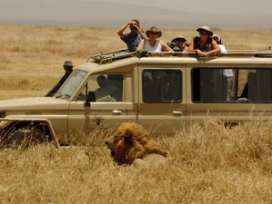 7 Day Private Kenya Safari in Maasai Mara, Lake Nakuru, Lake Naivasha, and Amboseli