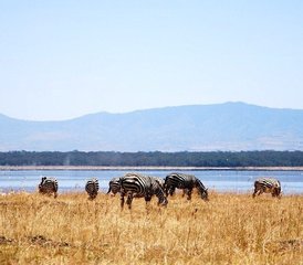 4 Days Masai Mara & Lake Nakuru Big 5 Safari in Kenya - Photo 2