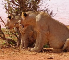 82 Tage Tsavo-Ost-Safari in Kenia - Photo 1