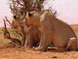 2 días de safari en Tsavo East, Kenia