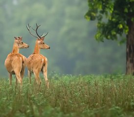 812 días de safari de fauna salvaje y tigres en Kanha, Pench y Tadoba, India - Photo 1