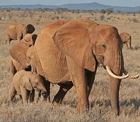 74 días de safari en coche por los parques nacionales de Tsavo Este, Tsavo Oeste y Amboseli en Kenia desde Mombasa - Photo 1