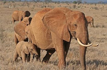 4 jours en stage de safari routier au Kenya à Tsavo Est, Ouest et Amboseli au départ de Mombasa