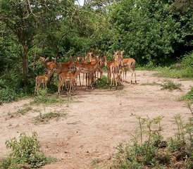 16 días de safari y senderismo en el monte Rwenzori, Uganda: gorilas y safaris en 4x4 - Photo 4