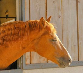 3 Day Guided Horse Riding Holiday in Korçë: Escape to the Albanian Countryside - Photo 2