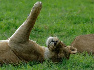 2 Day Tanzania Safari at Mikumi National Park