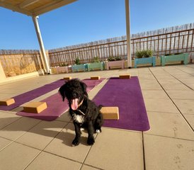 4 Tage Yoga-Retreat zwischen Meerblick und Welpenliebe – Zeit für dich in Peyia, Zypern - Photo 3