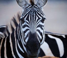 113 jours safari économique au parc national de Mikumi, Tanzanie - Photo 1