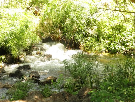 Mzima Springs