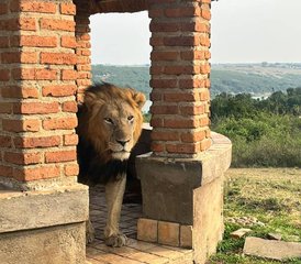12 Tage Kibale-Schimpansenwald, baumkletternde Löwen und Gorilla-Abenteuer in Uganda - Photo 2