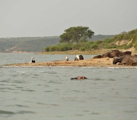 10 Tage Entdecke Wildtiere Safari in Uganda - Photo 3