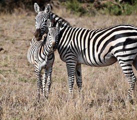 3-Daagse Safari in Kenya: Beste van Tsavo Oost en West Avontuur in de wildernis - Photo 3