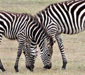 75 Day Safari Adventure through Aberdares, Lake Nakuru, and Masai Mara in Kenya - Photo 1
