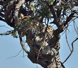 4-Tage Budget-Safari in der Masai Mara, am Lake Naivasha und im Hell’s-Gate-Nationalpark in Kenia - Photo 5