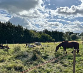3 jours en stage privé d’équitation consciente : conscience et connexion en mouvement en Allemagne du Nord - Photo 5