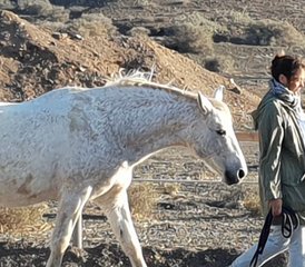 8 Tage Yoga Woche "Erden mit Pferden" auf Fuerteventura, Spanien - Photo 5