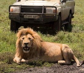 6 Tage Big Five Safari im Norden Tansanias - Photo 2