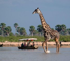 6 días de safari privado en el sur de Tanzania: Nyerere, Mikumi, Ruaha y disfruta de un pintoresco safari en barco - Photo 3