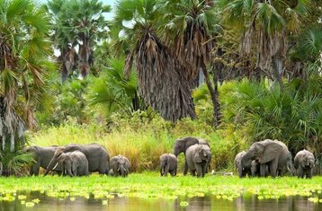 7-Daagse Begeleide Safari naar Nationaal Park Ruaha, Selous Game Reserve en Nationaal Park Mikumi in Tanzania