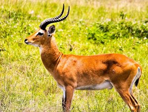 14 Day Private Adventure Safari in Rwanda and Uganda