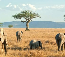 6 jours safari Best of Kenya et Tanzanie – découverte de la faune et de la culture de l’Afrique de l’Est - Photo 5
