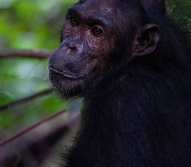 4-Daagse Gombe Chimpansee Trekking en Jane Goodall Legacy Safari in Tanzania - Photo 3