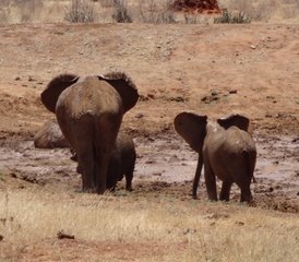 3 Tage Tsavo Nationalpark Safari in Kenia - Photo 2