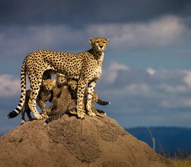 3-Daagse Groepssafari met Kamperen in Maasai Mara, Kenia met Dagelijkse Vertrekken - Photo 2