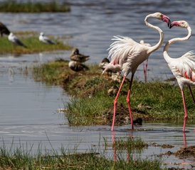 5 Day Lake Nakuru, Lake Naivasha, and Masai Mara Safari in Kenya with the Big Five and Birdwatching - Photo 3