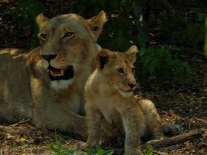 11 días de inolvidable safari en Zimbabwe y Botsuana