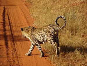 5 Day Big Five Safari in Tsavo East and West, Amboseli, and Taita Hills, Kenya